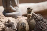 Ground Squirrels in the Prairie