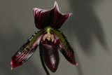 Enchanted Orchid