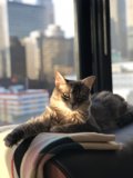 Cozy Cat Nap