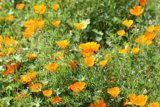 A Field of Anemones and Poppies