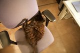 Feline Comfort