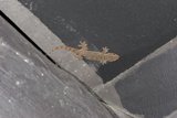 Gecko on the Wall