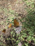 A Pair of Delicate Butterflies Resting on a Vibrant Sunflower