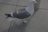Sidewalk Seagull