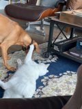 Furry Friends