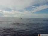 Majestic Whale in the Horizon