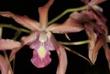 Orchid in the Dark