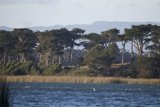 Flight Over Lake Merced: A Summer Symphony