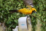 Hooded Oriole Perched on Security Camera