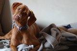 Cozy Canine on a Linen Blanket