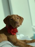 The Flower Collar Canine