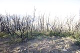 Burned Trees on Mountainside