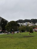 Paw-some Fun in Duboce Park