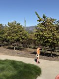 Sunlit Stroll in Napa