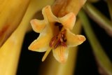 Vibrant Yellow Flower in Close-Up