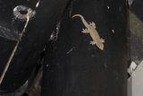 Gecko on the Wall