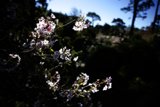 Cherry Blossom Bliss in San Francisco