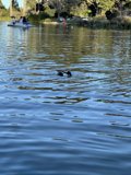 Peaceful Waters with a Quacking Companion