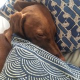 Sweet Dreams on Blue and White Pillows