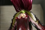 Majestic Orchid