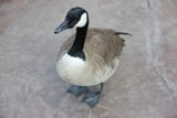 Lone Goose on a Concrete Floor