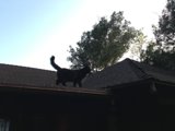 Majestic Black Cat on a Tile Roof