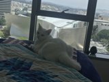 White Cat Relaxing by the Window