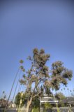 Majestic Tree Against Blue Sky