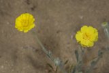 Desert Blooms