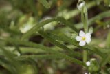Raindrops on a Small White Flower