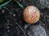 Amanita Agaric Mushroom on the Santa Fe Plaza