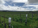 Rolling Hills Vineyard