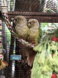 Fowl Duo Confined