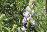 Lupine Blooms in Spring Splendor