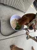 Hungry Pooch on a Leash