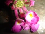 Pink Geranium Flower with Yellow Centers