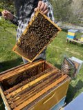 Beekeeping in Carmel