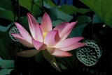 Pink Lotus Serenity