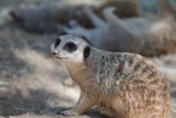 Grounded Meerkat