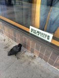 The Fashionable Bird
