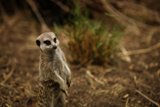 On Alert in Oakland: Marvelous Meerkat