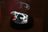 Neon Frog in a Dark Room