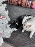 Cozy Christmas Cats