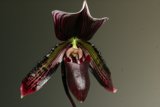 Blossoming Orchid with Dark Center