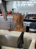 The Kitchen Helper