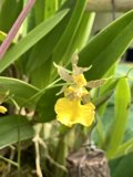 Sunflower Orchid