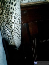 Wild Dreams on a Leopard Print Bedspread