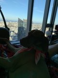 Puppy's View of the City