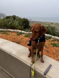 Pawsome Beach Days