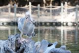 Chirping Pelican on a Wooden Perch